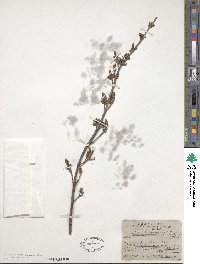 Shepherdia canadensis image