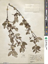 Shepherdia canadensis image