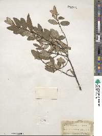 Shepherdia canadensis image