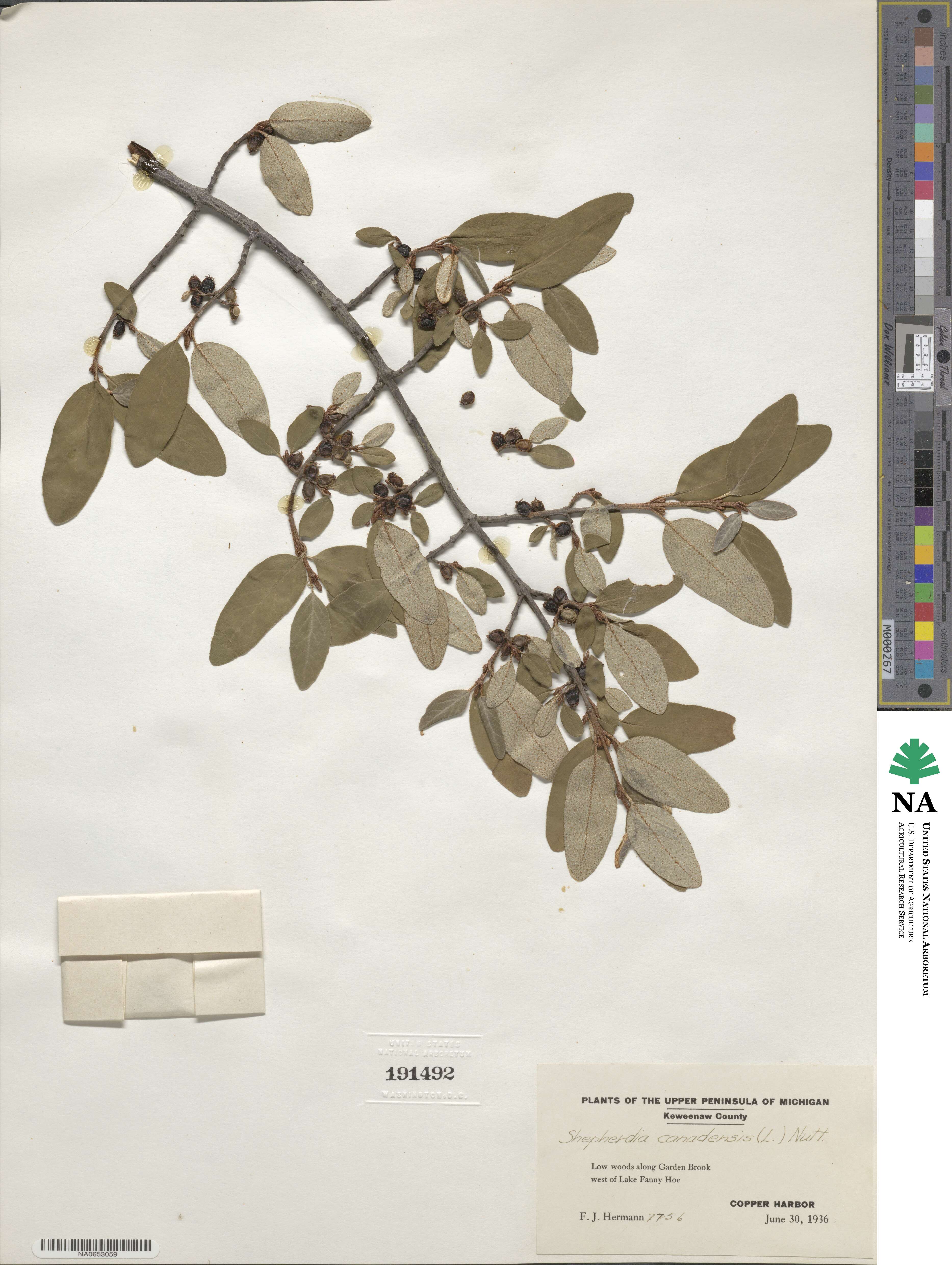 Shepherdia canadensis image