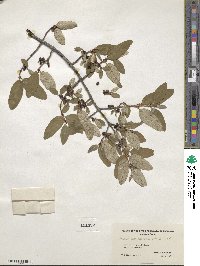 Shepherdia canadensis image