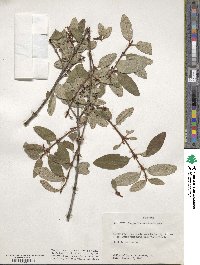 Shepherdia canadensis image