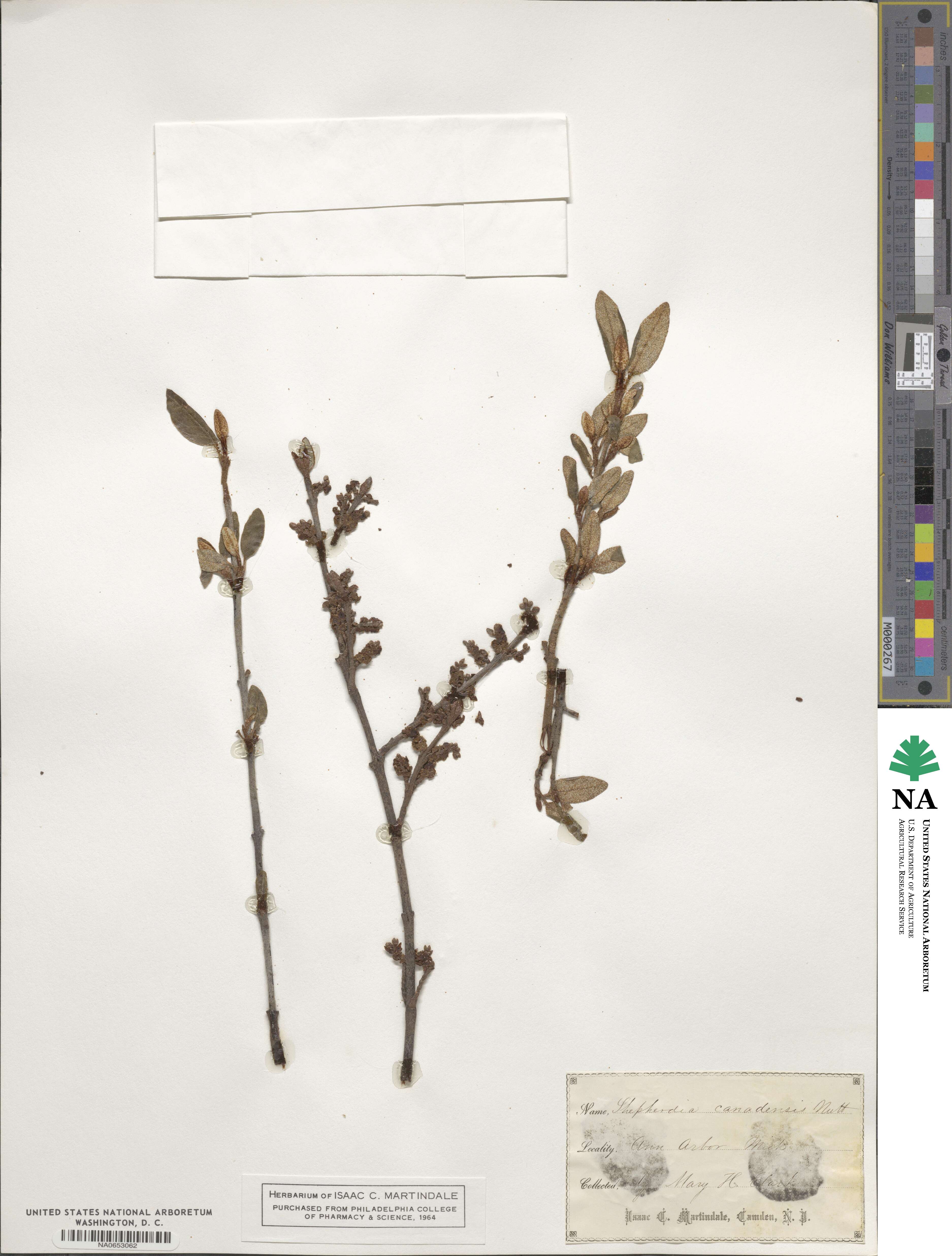 Shepherdia canadensis image