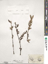 Shepherdia canadensis image