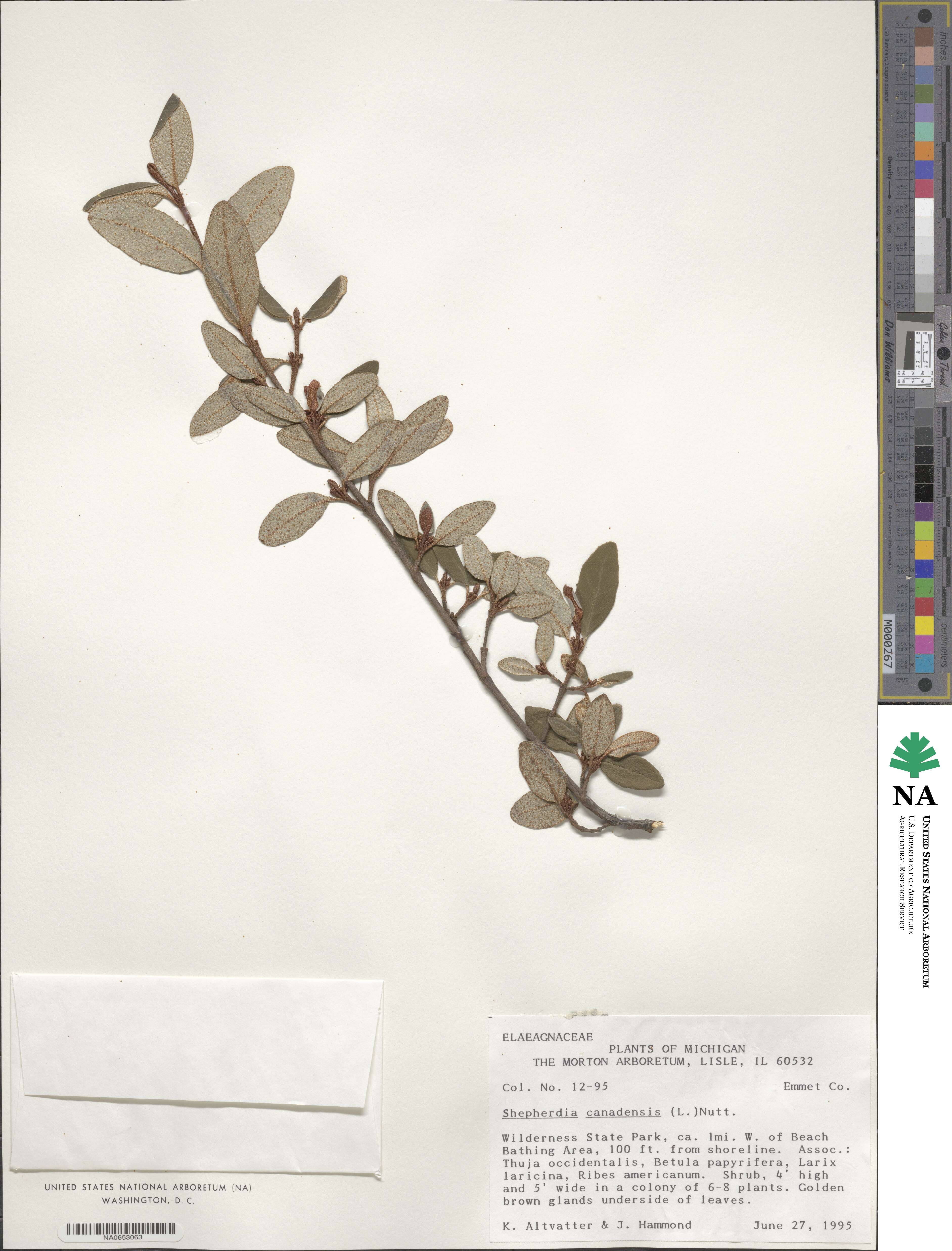 Shepherdia canadensis image
