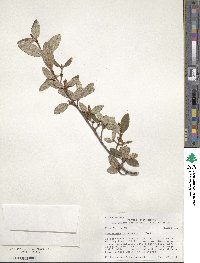 Shepherdia canadensis image