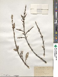 Shepherdia canadensis image