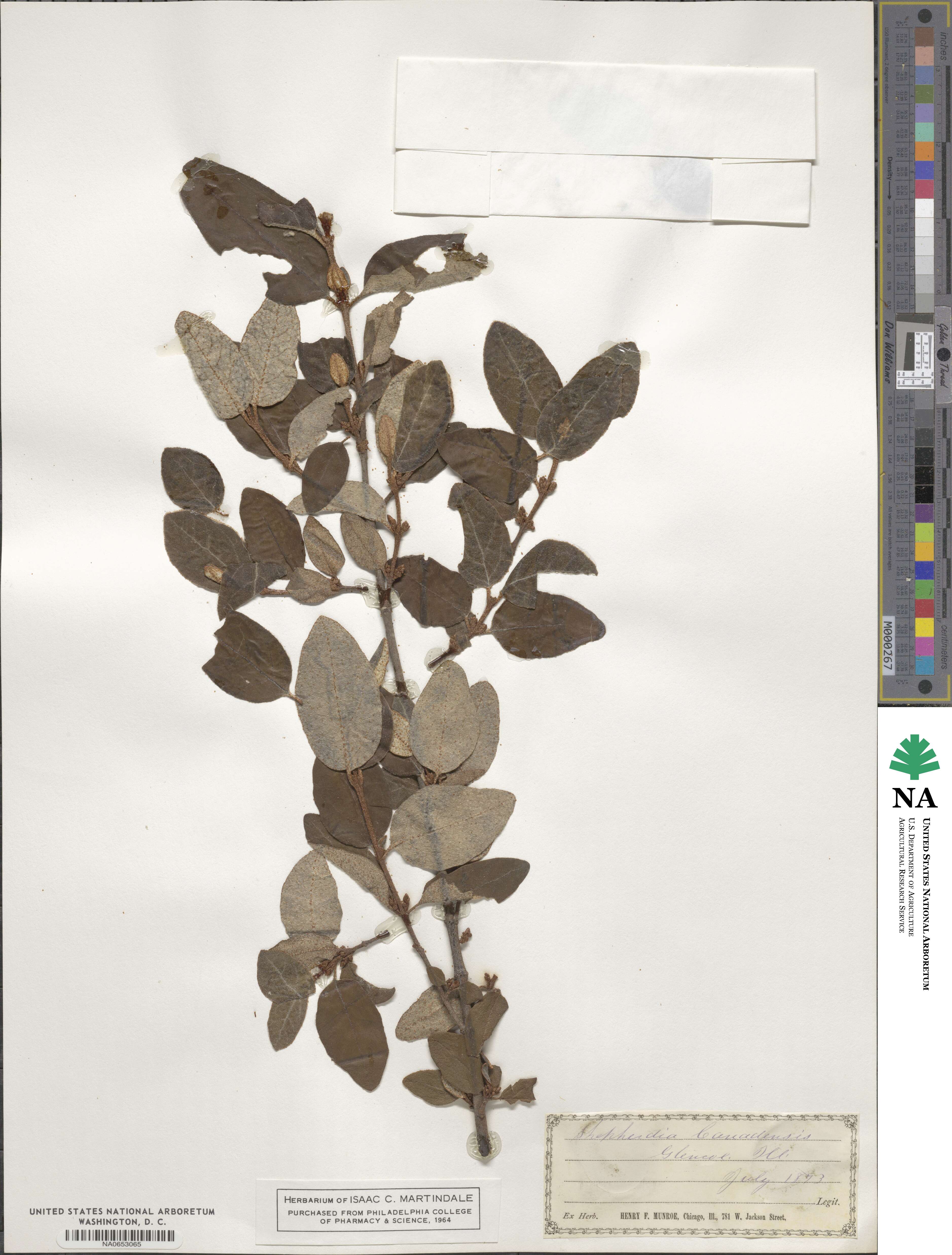 Shepherdia canadensis image