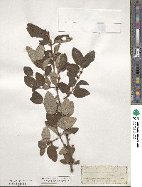 Shepherdia canadensis image