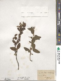 Shepherdia canadensis image