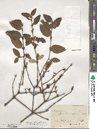 Shepherdia canadensis image