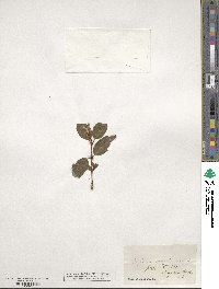 Shepherdia canadensis image