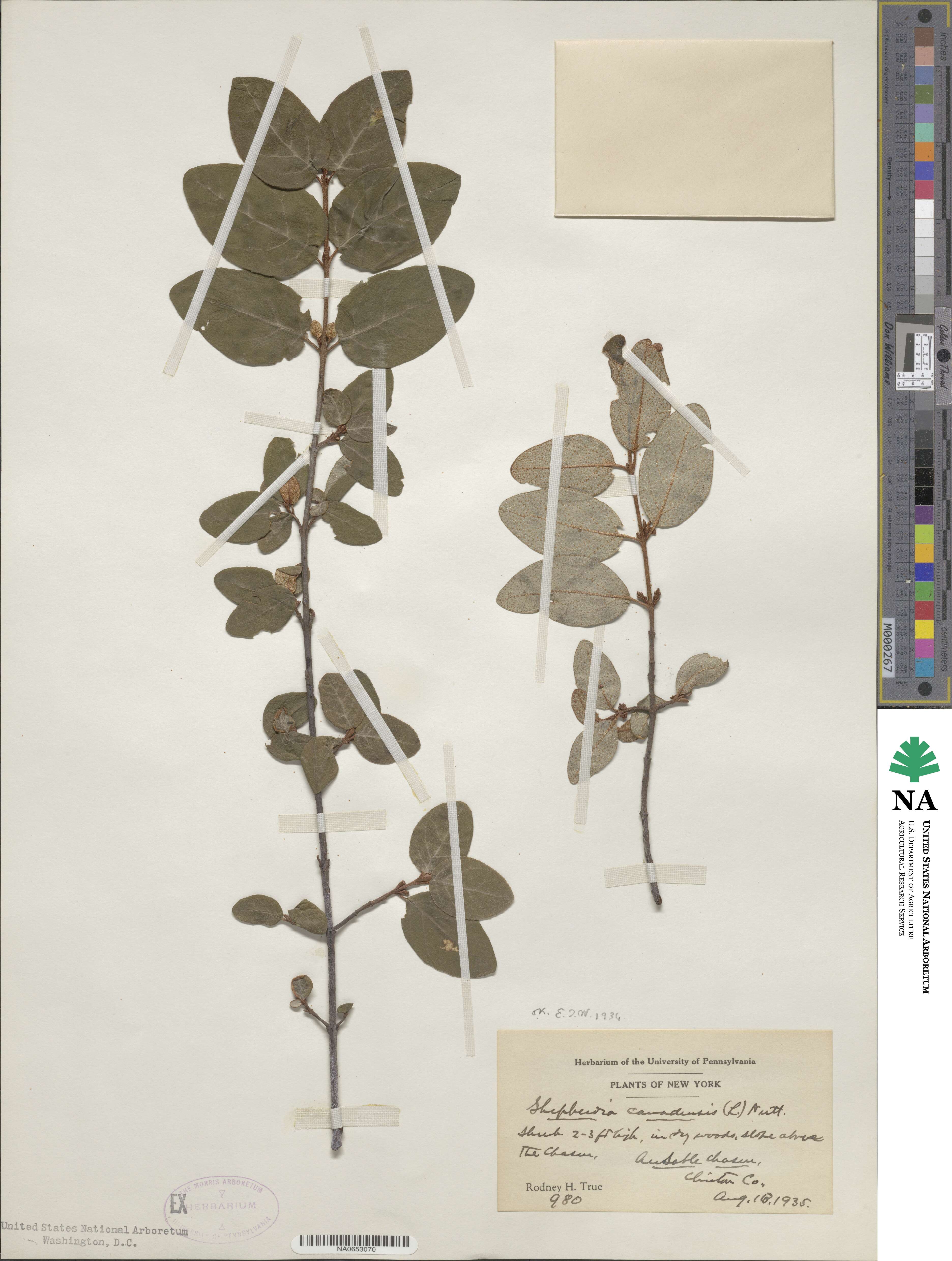 Shepherdia canadensis image