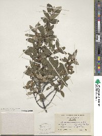 Shepherdia canadensis image