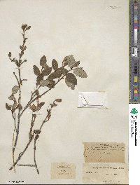 Shepherdia canadensis image