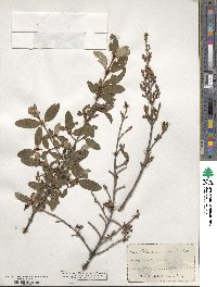 Shepherdia canadensis image