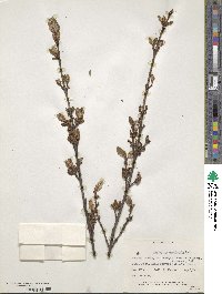 Shepherdia canadensis image