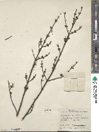 Shepherdia canadensis image