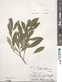 Elaeagnus angustifolia image