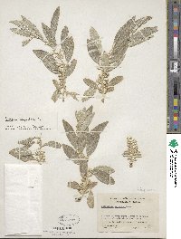 Elaeagnus angustifolia image