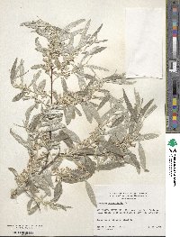 Elaeagnus angustifolia image