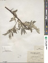 Elaeagnus angustifolia image