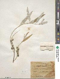 Elaeagnus angustifolia image