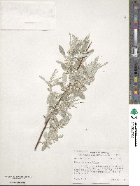 Elaeagnus angustifolia image