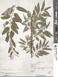 Elaeagnus angustifolia image