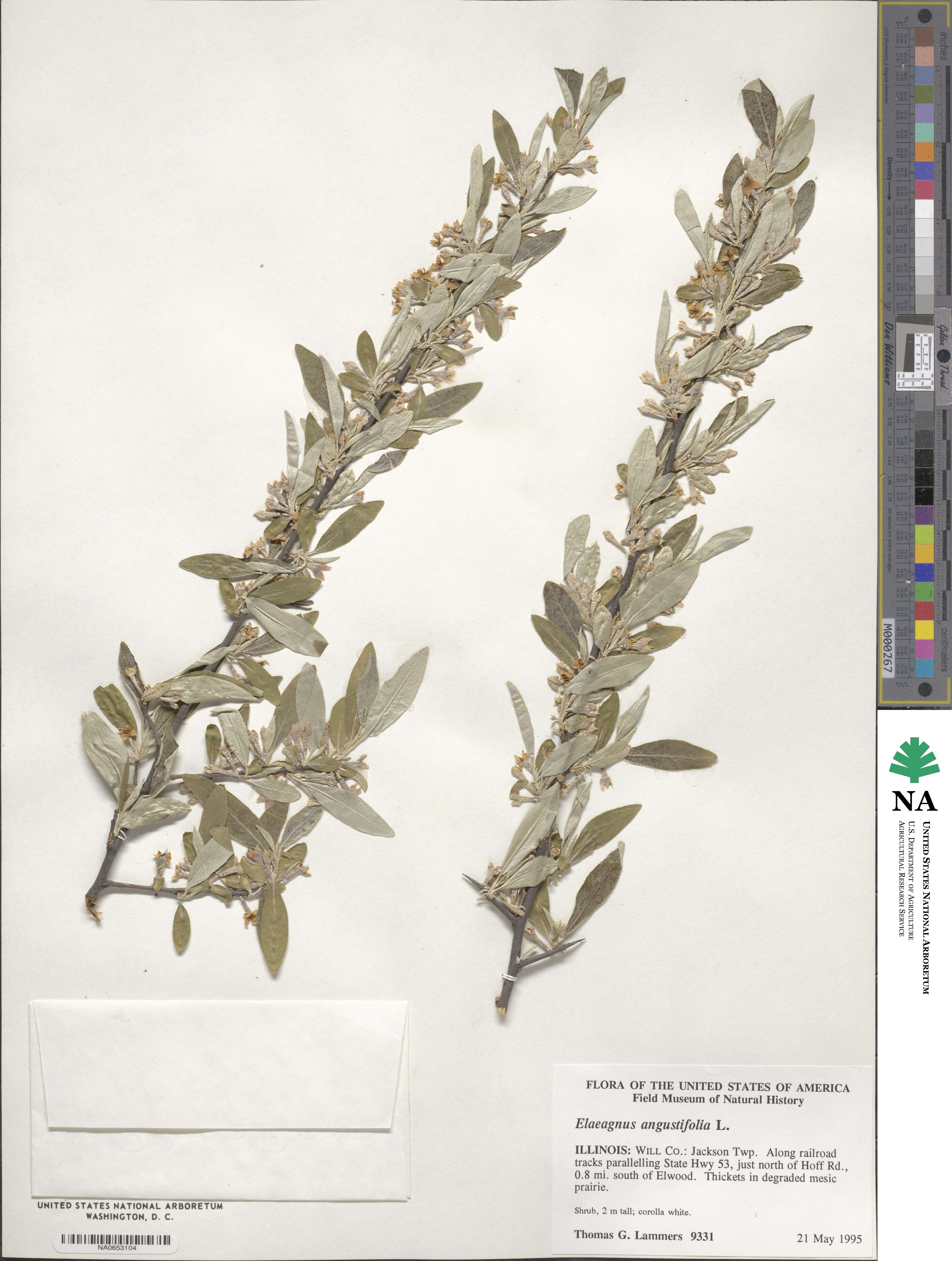 Elaeagnus angustifolia image