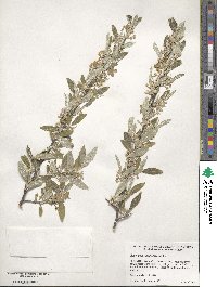 Elaeagnus angustifolia image