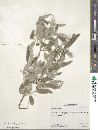 Elaeagnus angustifolia image