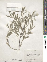 Elaeagnus angustifolia image