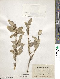 Elaeagnus commutata image