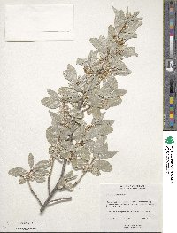 Elaeagnus commutata image