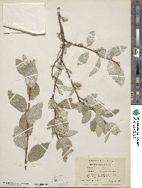 Elaeagnus commutata image