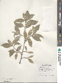 Elaeagnus commutata image