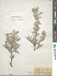 Elaeagnus commutata image