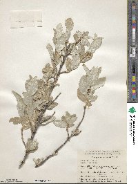 Elaeagnus commutata image