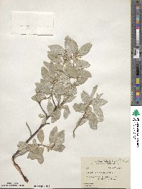 Elaeagnus commutata image