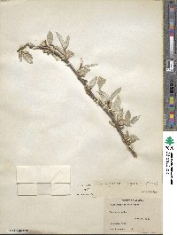 Elaeagnus commutata image