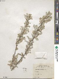 Elaeagnus commutata image