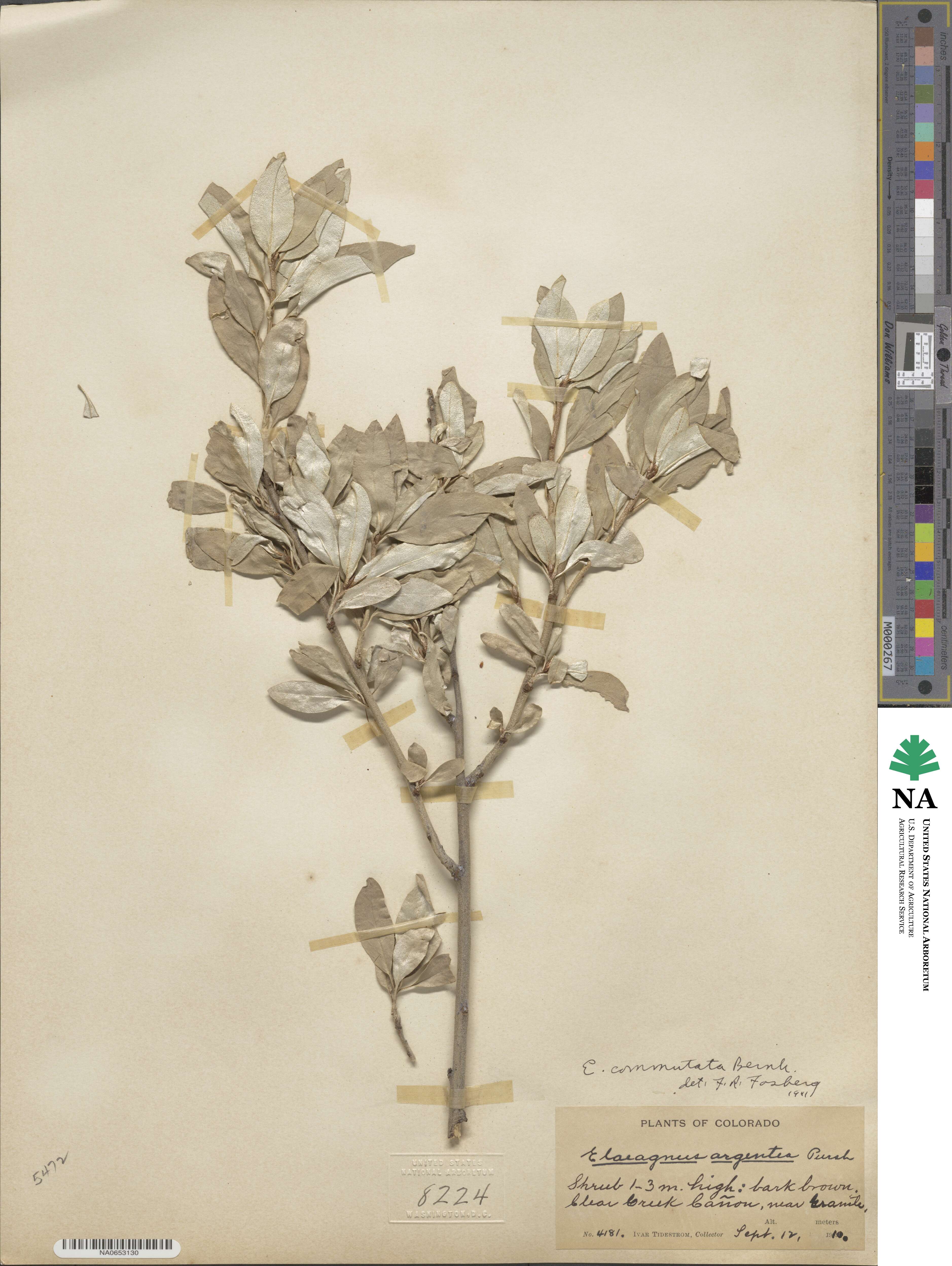 Elaeagnus commutata image