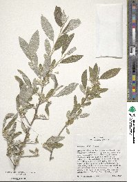 Elaeagnus multiflora image