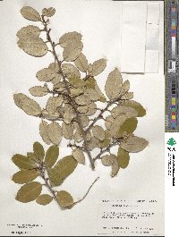 Elaeagnus pungens image