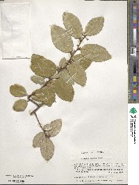 Elaeagnus pungens image