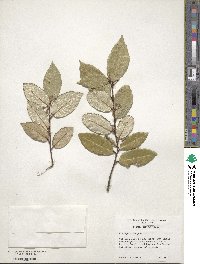 Elaeagnus pungens image