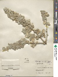 Elaeagnus multiflora var. hortensis image