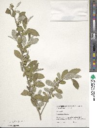 Elaeagnus umbellata image