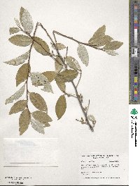 Elaeagnus umbellata image